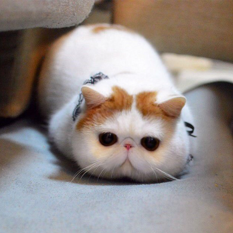 Garfield puppy cat live pet cat live cute small exotic shorthair Garfield purebred