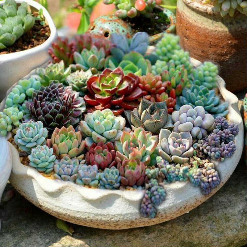 Household fleshy flower pot is oversized caliber supersize platter fleshy plant small old running the ceramics with tao