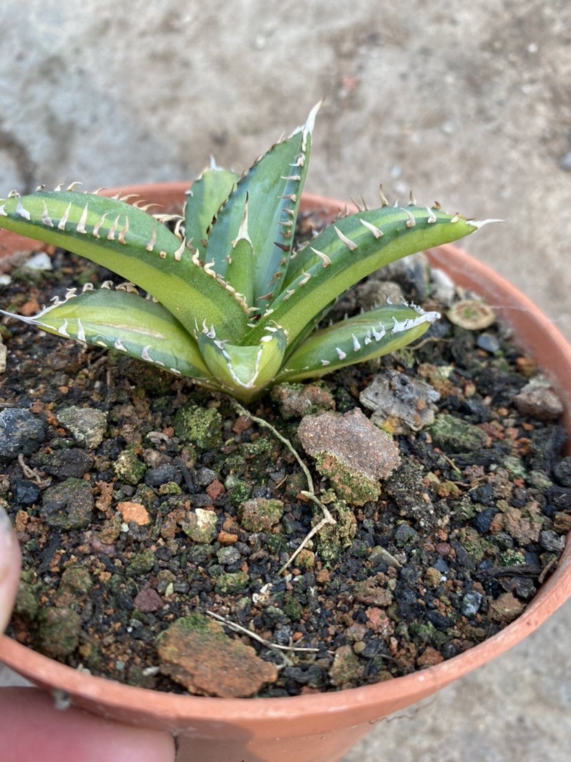 多肉植物严龙黄中斑直径6cm 龙舌兰