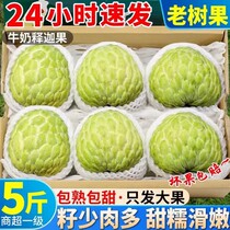 Thai big eye custard apple 1-5 pounds pineapple custard apple milk custard apple custard apple Buddha head fruit mani SF