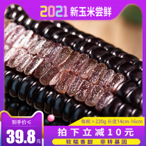Xirui Northeast black glutinous corn 10 fresh sweet sticky vacuum packed sticks Purple organic freshly picked sticks Whole grain