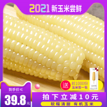 (Non-GMO)Xirui Northeast Organic Sweet Waxy Corn Cob 10 vacuum-packed white sweet sticky fresh sticky grains