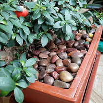 1kg red pebbles polished rain stone fish tank potted garden natural floor egg size 4-6cm