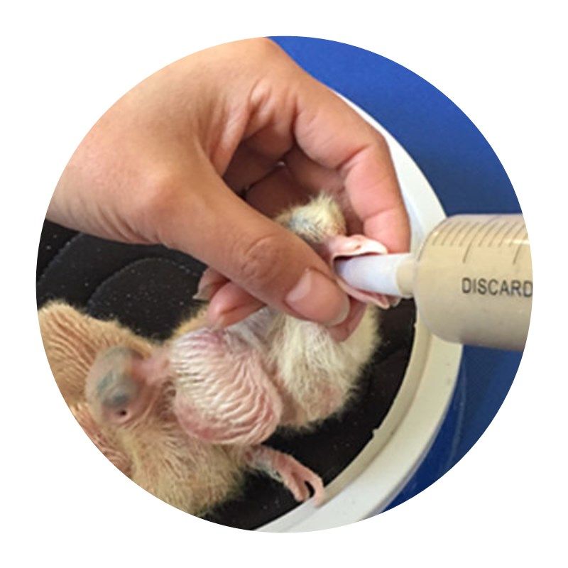 Pigeon Milk 0-30 Days 500g Pigeon Milk Powder for Baby Pigeons, Young Pigeon Feed, Late-Stage Feed, Artificial Pigeon Milk, Pigeon Food, Bird Food