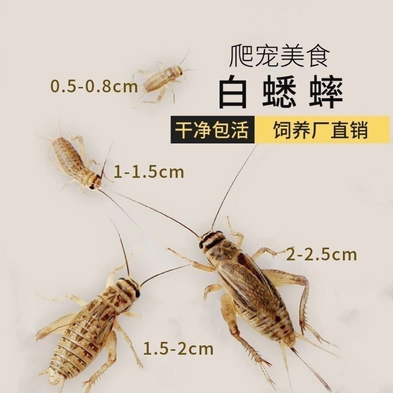 苏州陆幕御窑村蟋蟀盆许和尚素直口：古韵蟋蟀罐，收藏爱好者的福音