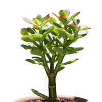 Из сандалового дерева, 1 года, 12-15см