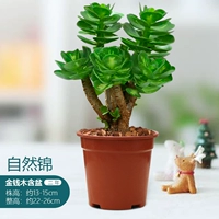 Деньги (натуральная парчка) 2 -летние груды имеют высоту около 13 ~ 16 см (пластиковый бассейн) (пластиковый бассейн)