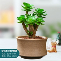 Деньги 2 -летние груды высотой около 13 ~ 16 см (фарфоровый горшок хорошо посажен, керамический бассейн)