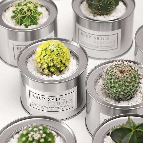 Цветочный сказочный шарик против оранжевого рабочего стола Успешные растения растения в горшках для ладонь