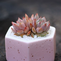 TP Tibi Double Head (чемпион около 4-6 см)