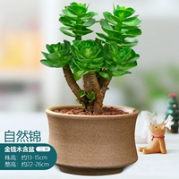 Деньги (натуральный джин) 2 года груды высотой около 13 ~ 16 см (керамический горшок лучше)