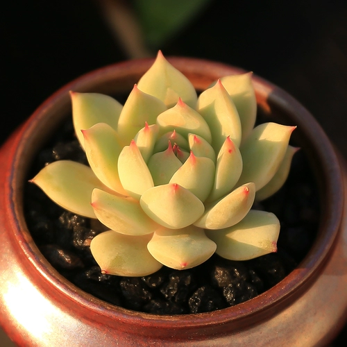 Сочный растительный горшок с горшкой кастрюли с балконом балкон балкон Антиградированный горшок с горшками Популярный горшок содержит горшки