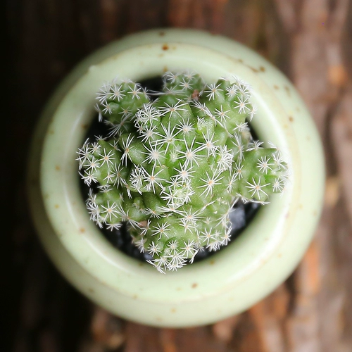 Сочное растение шиилез птица старая куча на пароме на заводе растительный бассейн растение пластиковое настольное радиация зеленое растение