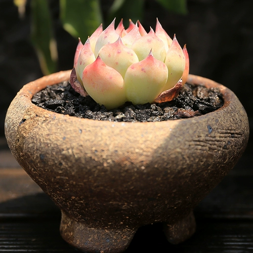 Персиковая персиковая одиночная голова 4 ~ 5 см милый милый мясной завод офис офис внутренний радиация