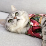 Шнурок-держатель, тонкая летняя одежда, летняя рубашка, популярно в интернете