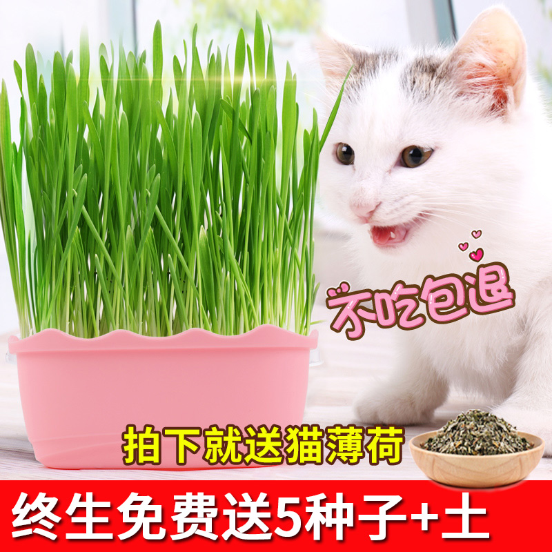 Cat grass seeds hydroponic catnip cat snack hair removal balls cream cat grass seed pot set cat supplies