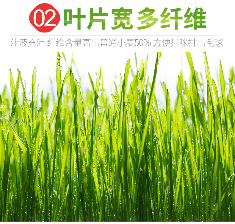 Bộ cỏ mèo * 8 hộp mèo hạt giống mèo mèo mèo hạt giống cỏ trồng rau thủy canh - Đồ ăn nhẹ cho mèo hạt cuncun cho mèo