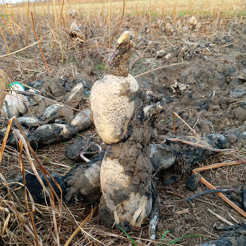 Lotus root in the Yellow River Beach in Fan County, Henan Province, now dig 5 pounds of fresh lotus vegetables with mud Crisp sweet powder glutinous Farmers grow their own lotus roots