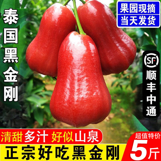 Authentic Black Diamond Lotus Mist Fruit Fresh Hainan Specialty 5Jin [Jin equals 0.5kg] Tropical Fruit Seasonal Small and Medium Fruits with Box