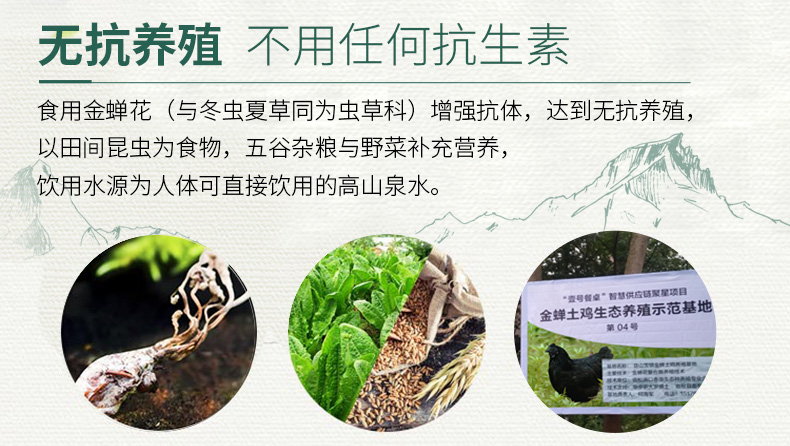 缘琳山 大别山散养 金蝉乌骨鸡 净重 2斤 图9