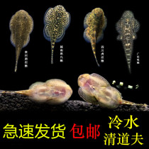 Cold water scavenger Loach Guizhou climbing rock Loach fighting fish algae fish ornamental fish live cold water fish with koi goldfish