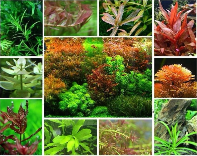 Climbing pearl fish tank Aquarium Building View Living water Grass fresh water No native plant Scenery Grass Real Water Grass Green Chrysanthemum