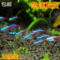 Traffic light fish live tropical fish live small ornamental group tour lantern mini freshwater zebrafish neon fish