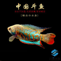 Cold water fish Chinese fighting fish country pet small fish ornamental fish endure live and goldfish mixed wild live easy to raise