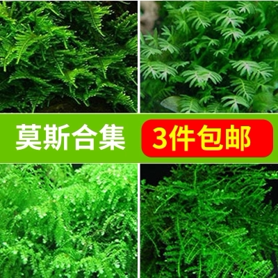 3 pieces of water grass Moss water grass Negative water grass Flame Moss Meifeng Moss tears Moss water grass
