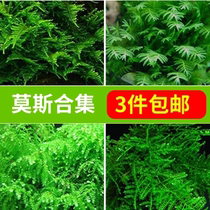 3 pieces of aquatic plants Moss aquatic plants negative aquatic plants flame Moss Meifeng Moss tears Moss aquatic plants