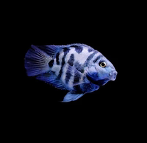 Mini Parrot Fish Short Snapper Fish Ornamental Fish Blue Diamond Live Fish Rare Breed Treasure Blue Parrot White Parrot