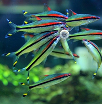 One eyebrow with red brow of people watching fish tropical fish grass cylinder traffic light fish pet water family living bag loss