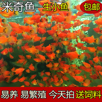 Mickey fish Moonlight fish viviparous fish fish tropical fish good feeding novice fish