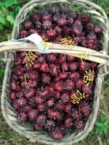 Fresh Rose Eggleau God Flowers Red Peach K 2018 Fresh Group Purchase Now Found in Jam Ferment Pure Dew