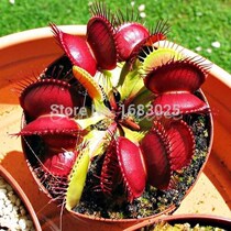 100pcs lot for VENUS FLY TRAP Flytrap Dionaea Muscipula CARN