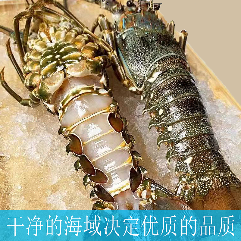鲜活特大小青龙礼盒：澳洲大花龙活冻大虾，送礼佳品，尝鲜必备！