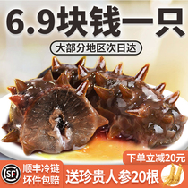 Sea Cucumber Dry Goods Ready-to-eat Fresh Marine Seaseepage Dalian Pale Dry Sea Cucumbers Single Loaded Liao Exhibi GINSENG AND GIFT BOX FIT 500g