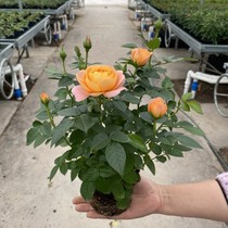Love Sa Champagne Rose floral saplings with flower buds flowers all season flowering potted plant Rosary flower pots wall microflowers