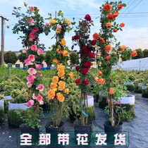 Month Season of Rosary Flower Miao Flower Flowers All Season Blossom Thick and fragrant climbing Vine Climbing Wall Roses Flowers Euro-month Flower Pot potted plants
