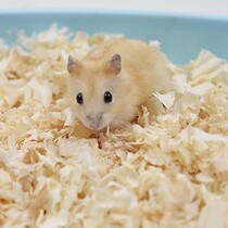 Golden bear sawdust deodorant hamster living articles chinchilla pet articles deodorant mat sawdust shavings