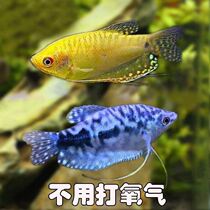 Ornamental fish that do not need oxygen freshwater cold water ornamental fish durable and good pet fish the easiest fish to live
