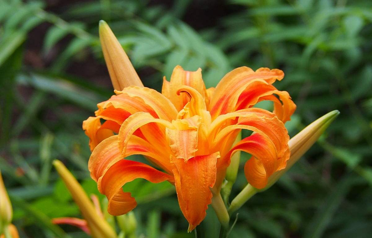 蘭花 百合花 茉莉花 花花都香 下聯 淘寶海外