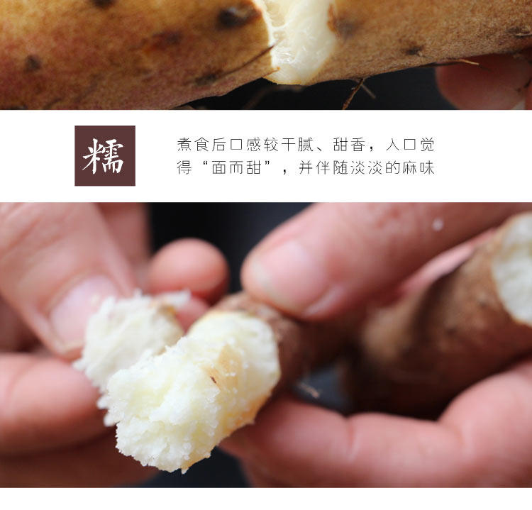 垆土地山药，铁棍山药，焦作山药批发插图(10)