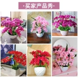 Phalaenopsis Simulation Flower Set Pseudo -Lower Display Домашняя гостиная