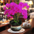 Phalaenopsis Giảm thiểu phù hợp với hoa giả hoa lụa hoa nhựa trang trí nội thất phòng khách trang trí sàn hoa trong chậu cây trồng cây mai giả trang trí tết Hoa nhân tạo / Cây / Trái cây