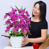 Phalaenopsis Simulation Flower Set Pseudo -Lower Display Домашняя гостиная