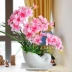 Phalaenopsis mô phỏng hoa lụa hoa trang trí trang trí nhà phòng khách trong nhà bàn trà TV tủ giả hoa mô phỏng hoa hoa nhựa treo tường Hoa nhân tạo / Cây / Trái cây