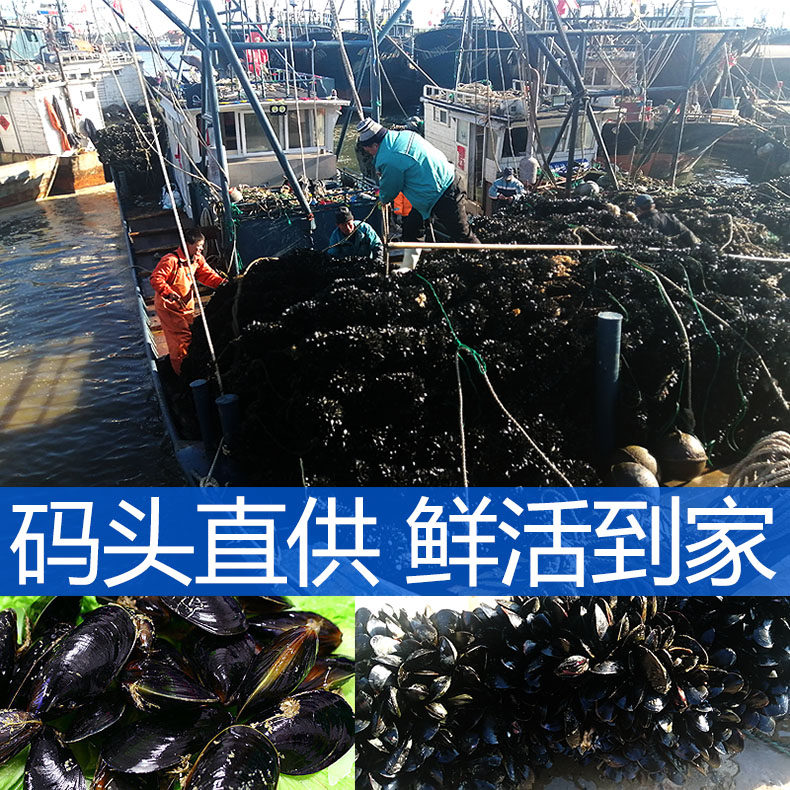 星渔 大号鲜活淡菜海虹 5斤 图2