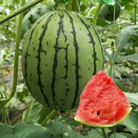 Shouhe Range Spring Red Jade Seed 20 капсулы/сумка