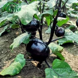 Семена баклажанов круглые, рассада овощей, рассада овощей, южная крупная рассада овощных баклажанов, четырехсезонная рассада риса, комплектная рассада, рассада баклажанов